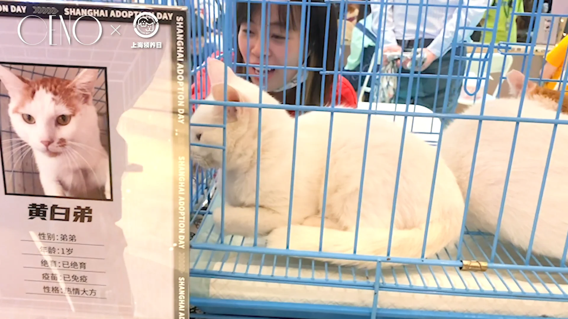上海领养日现场，参与者陪伴等待领养的猫咪